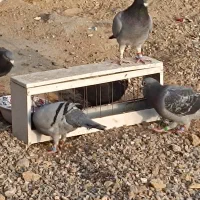 کفترمسافتی