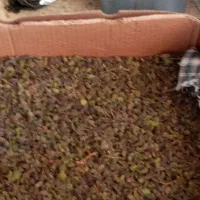 کشمش بندی سبز ارگانیک بدونه تیزاب|خوردنی و آشامیدنی|شهرکرد, |دیوار