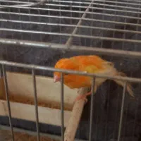 یک جفت قناری