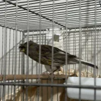 قناری|پرنده|اندیشه, اندیشه فاز ۱|دیوار