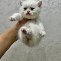 واگذاری برتیش اسکاتیش (رایگان نیست)