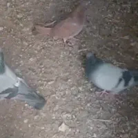 کبوتر فرار کرده سبز