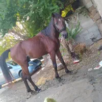 اسب دره شور|اسب و تجهیزات اسبسواری|بندرعباس, |دیوار