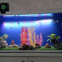 اکواریوم|ماهی|رباطکریم, رباطکریم|دیوار