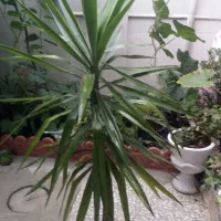 گل یوکا پنج ساله سرسبز