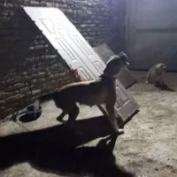 سگ ماده واگذاری