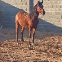 مادیون کره طاووس دست شکسته به شدت سواری دار