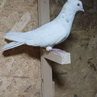 کبوتر تهرانی