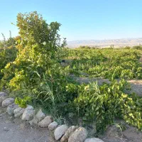 باغ انگور در روستای اژدهاتو|فروش دفتر صنعتی، کشاورزی، تجاری|زنجان, |دیوار