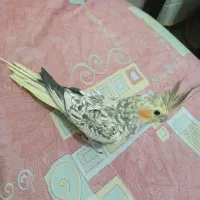 عروس هلندی نر