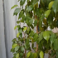 درختچه بنجامین