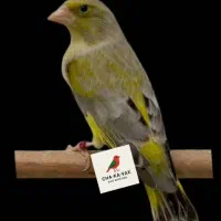 سهره سبز متولد قفس|پرنده|رودهن, |دیوار