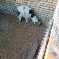 بره ترکی|حیوانات مزرعه|باوی, |دیوار