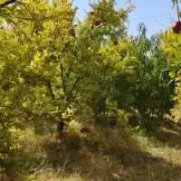 باغ-ثمری-انار