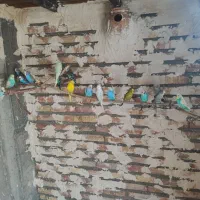 چند جفت مرغ عشق مولد و تخم گذار|پرنده|قره ضیاالدین, |دیوار