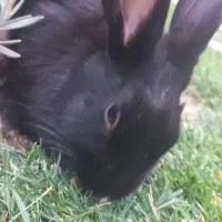 خرگوش سیاه رنگ|موش و خرگوش|دماوند, گیلاوند|دیوار