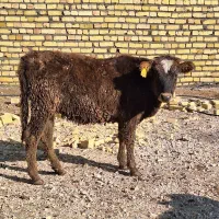 گوساله ماده