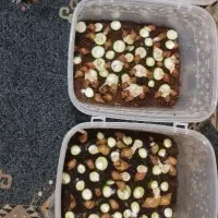 حلزون آلبینو|خزنده|بندرعباس, |دیوار