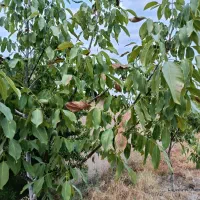 فروش زمین در روستای فالیزان