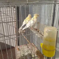 قناری نروماده|پرنده|کنگاور, |دیوار