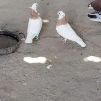 کبوتر