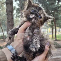 پرشین سوپر فلت