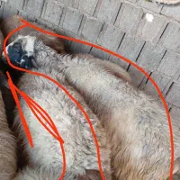 میش جوان آبستن به فروش می رسد