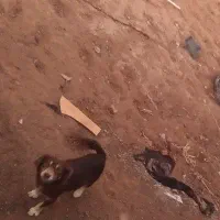 سگ پاپی ماده|سگ|تربت جام, جامرود|دیوار