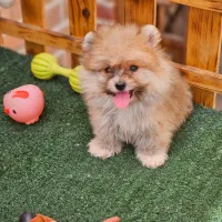 پامر،پامرانین،پامر خرسی