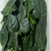 اسفناج از تولید به مصرف