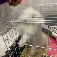 خرگوش|موش و خرگوش|مشهد, طلاب|دیوار