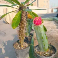 سرای کاکتوس وساکونت|گل و گیاه طبیعی|رباط‌کریم, مسکن مهر آبشناسان|دیوار