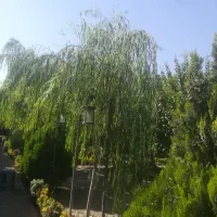 کارگر ساده باغچه رستوران با جای خواب