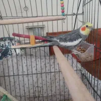 عروس هلندی نر