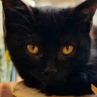 واگذراری گربه مشکی