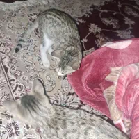 واگذاری گربه|گربه|نسیم‌شهر, |دیوار
