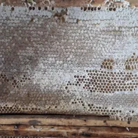 نمایشگاه عسل چندگیاه . عسل گون آویشن .عسل کنار|خوردنی و آشامیدنی|اهواز, بهارستان|دیوار