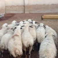 میش جوان داشتی فروشی