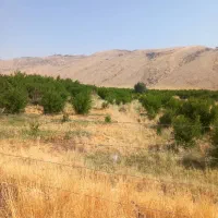 فروش باغ انار|فروش زمین و ملک کلنگی|کوهنانی, |دیوار