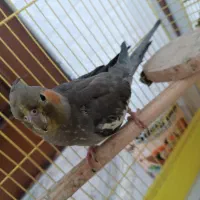 عروس هلندی ماده ۹ماهه