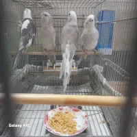 عروس هلندی|پرنده|قم, نخودی|دیوار