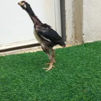 چهار عدد جوجه لاری