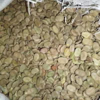 باقله یا باقلا