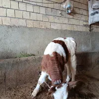 گوساله نر درجه یک|حیوانات مزرعه|گلپایگان, |دیوار