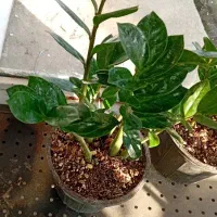 گل و گیاه آپارتمانی