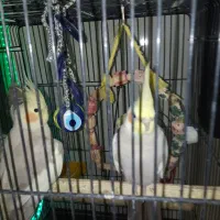 قفس پرنده طوطی هندی قناری عروس هلندی نر ماده|پرنده|قرچک, شهرک گلها|دیوار