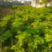 505متر-مسکونی-دور-دیوار-16متر-بر-کوچه-آسفالته