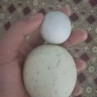 سنگ آسیاب اصل