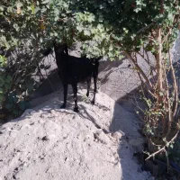 بز اعدانی دو رگ|حیوانات مزرعه|وحدتیه, |دیوار