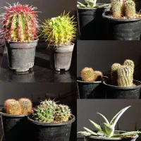 گیاه کاکتوس|گل و گیاه طبیعی|بندرعباس, |دیوار